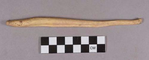 Organic, faunal remain, baculum, large mammal