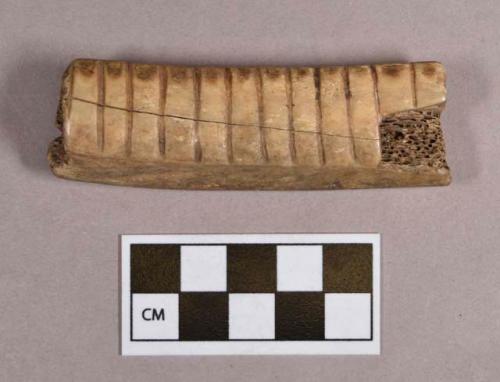 Organic, utilized bone, incised rib fragment