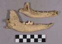 Organic, faunal remains, bone fragments, mandible with teeth