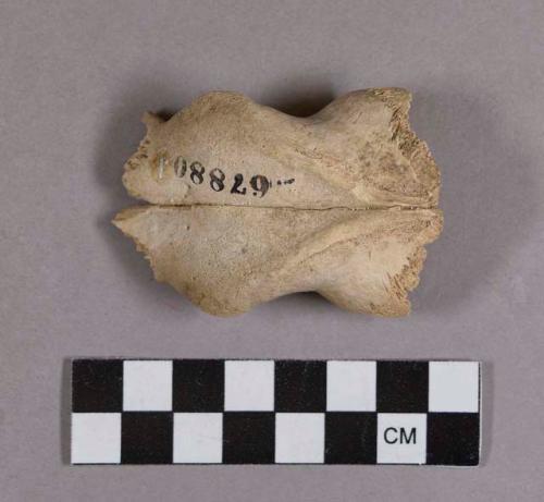 Organic, faunal remains, bone, skull fragment; mended