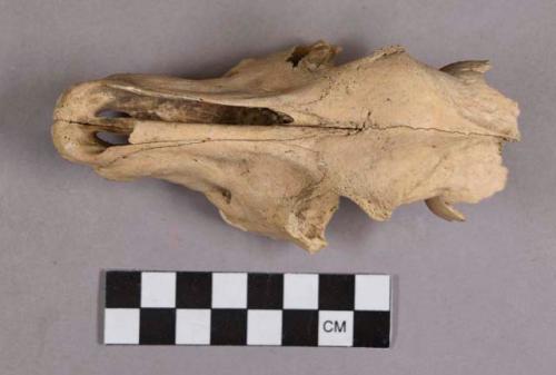 Organic, faunal remains, bone, partial animal skull with teeth