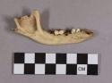 Organic, faunal remains, bone, mandible fragment with teeth