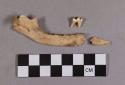 Organic, faunal remains, bone fragments, mandible with teeth