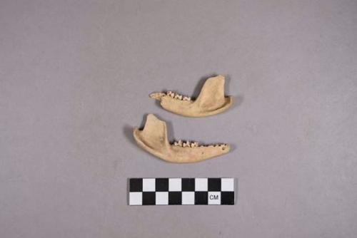 Organic, faunal remains, bone, mandible fragments with teeth