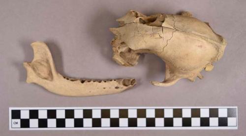 Organic, faunal remains, bone, skull with tooth and mandible fragment