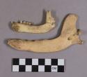 Organic, faunal remains, bone fragments, mandibles with teeth