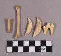 Organic, faunal remains, animal bones and teeth
