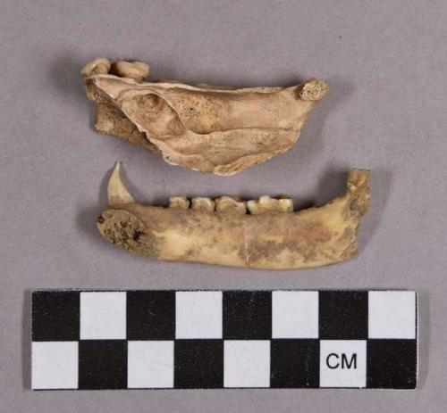 Organic, faunal remains, bone fragments, mandibles with teeth