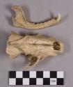 Organic, faunal remains, bone, skull and mandible fragments with teeth