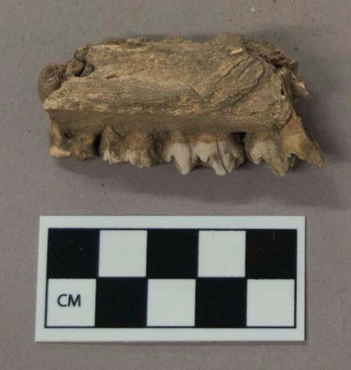 Bone, jaw bone fragment with teeth