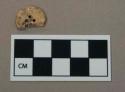 Bone button fragment