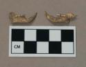 Bone, rodent jaw fragments with teeth