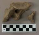 Large mammal verterbrae fragments