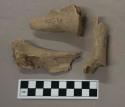 Mammal bone, large fragments