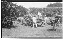 Hacienda - bringing in guano palm for the thatched roofs.