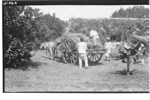 Hacienda - bringing in guano palm for the thatched roofs.