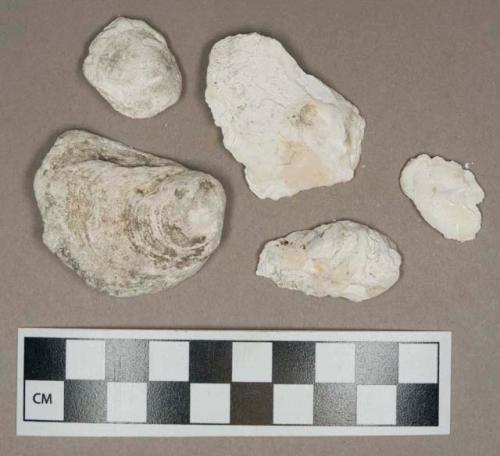 Organic, faunal remain, shell fragments