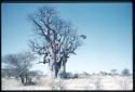 Scenery, Baobab: Baobab tree with bare branches that Ju/'hoan boys climbed