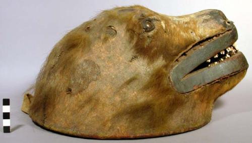 Carved wooden hat of bear head, with bear head skin