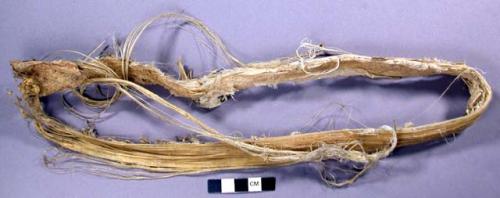 Sinew strip