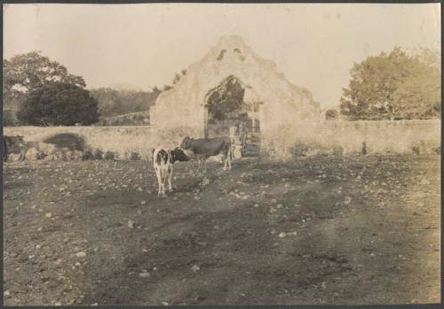 Santa Anna, Yucatan, cows at corral gate