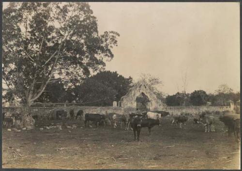 Santa Anna, Yucatan, herd of cows at hacienda corral gate