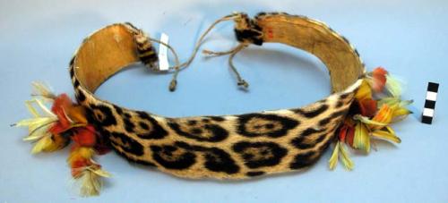 Jaguar skin belt, used as charm for strength and cunning