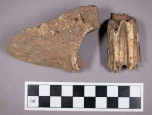 Faunal remains, auroch (Bos primigenius) teeth and bone fragments