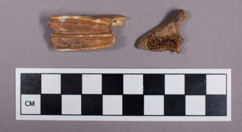 Faunal remains, sheep (Ovis aries) bone and tooth fragments