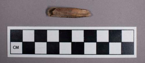 Faunal remains, boar (Sus scrofa) tooth fragment