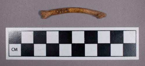 Faunal remains, bird bone fragment