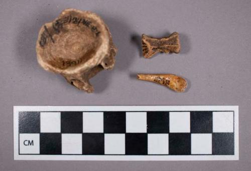 Faunal remains, fish bone fragments, including vertebrae