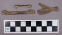 Faunal remains, jackel (Canis aureus) bone fragments