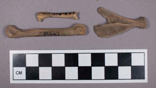 Faunal remains, jackel (Canis aureus) bone fragments