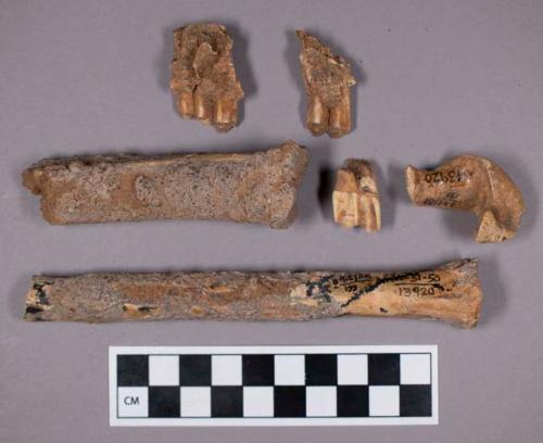 Faunal remains, gazelle (gazella atlantica) teeth and bone fragments