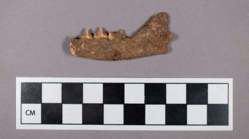 Faunal remains, cat (Felis) mandible fragment with teeth