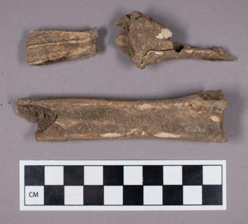 Faunal remains, sheep (Ovis aries) tooth and bone fragments