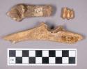 Faunal remains, sheep (Ovis aries) tooth and bone fragments