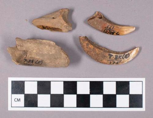 Faunal remains, boar (Sus scrofa) teeth fragments