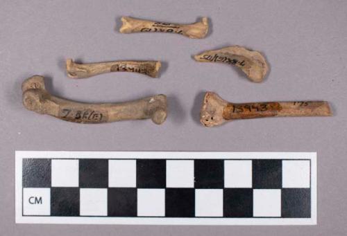 Faunal remains, bird bone fragments