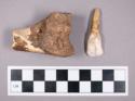 Faunal remains, gazelle (Gazella) tooth and bone fragments