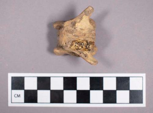 Faunal remains, wolf (Canis anthus) bone fragment