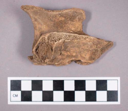 Faunal remains, boar (Sus scrofa) temporal bone fragment