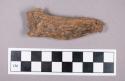 Faunal remains, gazelle (Gazella tingitana) bone fragment