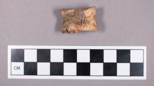 Faunal remains, gazelle bone fragment