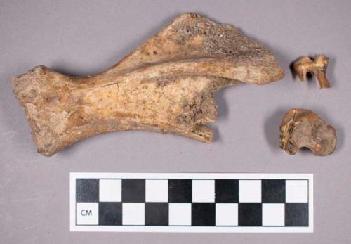 Faunal remains, boar (Sus scrofa) bone fragments