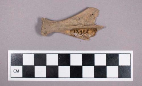 Faunal remains, hare (Lepus kabylicus) bone fragment