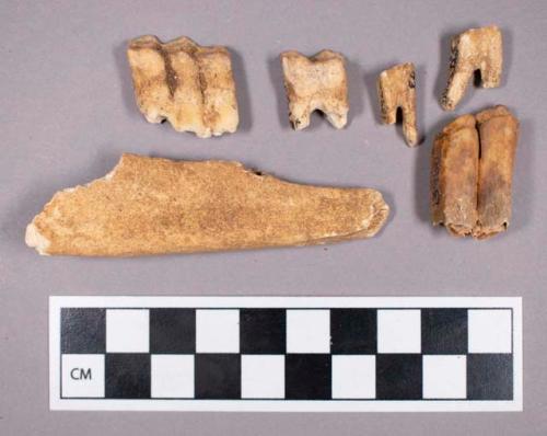 Faunal remains, sheep (Ovis aries) teeth and bone fragments