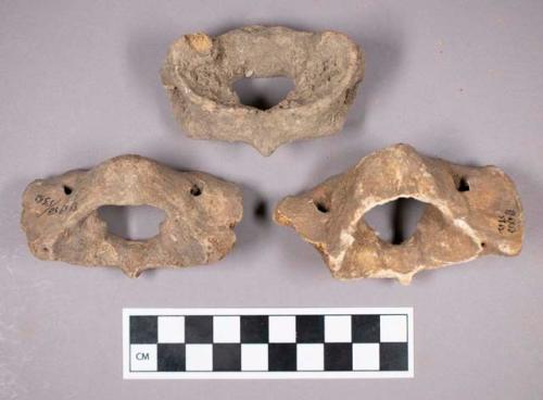 Faunal remains, boar (Sus scrofa) bone fragments