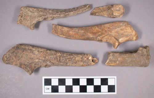 Faunal remains, boar (Sus scrofa) bone fragments